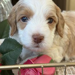 Blake - Parti male Goldendoodle puppy in Yuciapa, California from AlltheDoodlez_