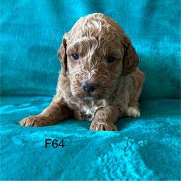 F64 - Sable female Goldendoodle puppy in West Point, Iowa from Jim Anderson
