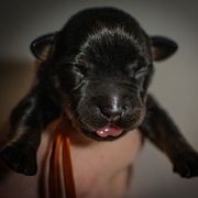 Solar - Black and rust female Beauceron puppy in Medina, Ohio from Beaucerons Des Vents