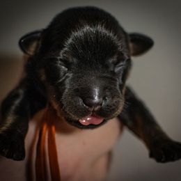 Solar - Black and rust female Beauceron puppy in Medina, Ohio from Beaucerons Des Vents