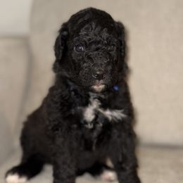 Blue - Black male Bernedoodle puppy in Moreno Valley, California from Ayy_Doodles