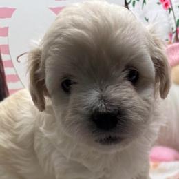 Pierre - Apricot male Maltipoo puppy in Colonial Beach, Virginia from BeachRidge Pups