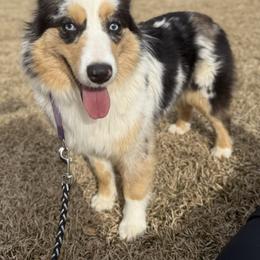 River - Miniature Australian Shepherd