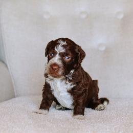 Peter - Brown and white male Bernedoodle puppy in Yuba City, California from Ranch House Doodles