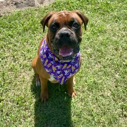 Boxer All Grown Up from Magen's Boxers