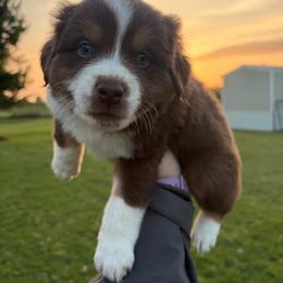 Snickers - Red tri male Miniature Australian Shepherd puppy in Weatherford, Texas from F & T Aussies