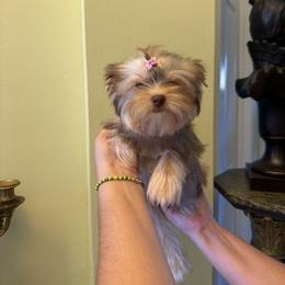 Liora - Chocolate, tan and white female Yorkshire Terrier puppy in Naples, Florida from 🤎 Dreaming Puppies 🐶