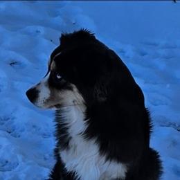 Tok - Miniature American Shepherd