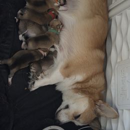 Pembroke Welsh Corgi Puppies from Salted Rim Corgis