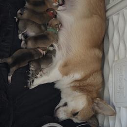 Pembroke Welsh Corgi Puppies from Salted Rim Corgis