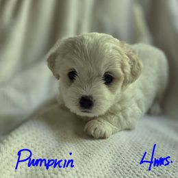 Maltipoo Puppies from Missy's Little Garden