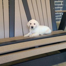 Dolly - Yellow female Labrador Retriever puppy in Woodburn, Indiana from Marlene's Labrador Retrievers
