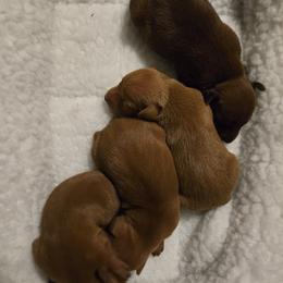 Miniature Pinscher puppies from Eriphos Farm Kennel