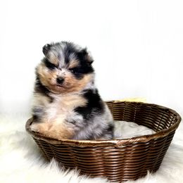 Pomeranian Puppies from Torrey Hills Poms