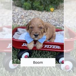 Boom - Red  male Goldendoodle puppy in Las Vegas, Nevada from Bridges Goldendoodles