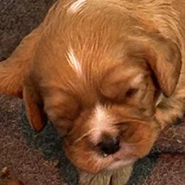 Peter Cottontail - Ruby male Cavalier King Charles Spaniel puppy in Burke, New York from Patti’s Puppies