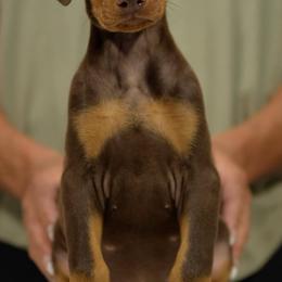 Lavender collar - Red and rust female Doberman Pinscher puppy in Santa Clarita, California from Riviera Dobermans