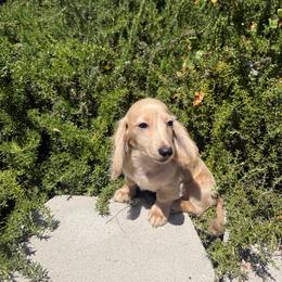 Cream male 2 - Cream male Dachshund puppy in San Diego, California from San Diego Dachshunds