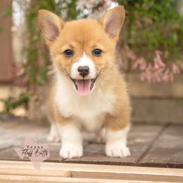 Betty Boo - White and red female Pembroke Welsh Corgi puppy in Keene, Texas from Texas Fluff Butts and Friends