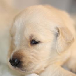 Golden Retriever Puppies from UnrivaledGoldens