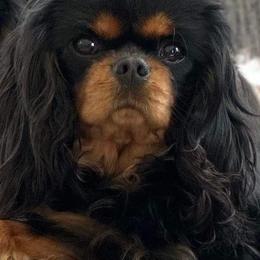 Oakley - Cavalier King Charles Spaniel