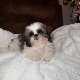 Damon - Tricolor male Shih Tzu puppy in Fresno, California from Jas’ ClassnSass