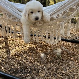 Great Pyrenees Puppies from Royal Oaks Pyrenees