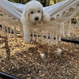 Great Pyrenees Puppies from Royal Oaks Pyrenees