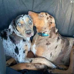 Catahoula Leopard Dog Puppies from ZM Catahoulas