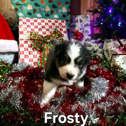 Frosty - Black tri-color male Australian Shepherd puppy in Kenton, Tennessee from Carrotwood Australian Shepherds