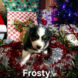 Frosty - Black tri-color male Australian Shepherd puppy in Kenton, Tennessee from Carrotwood Australian Shepherds