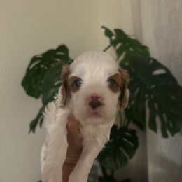 Girl 1 - Blenheim female Cavapoo puppy in Sacramento County, California from Sac-Town Poodles and Doodles