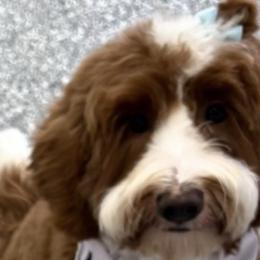 Goldendoodles from Comfort & Cuddle Co