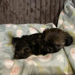 Phoenix - Brindle male Shih Tzu puppy in Pleasant Shade, Tennessee from Kuntry Tyme Shih Tzu