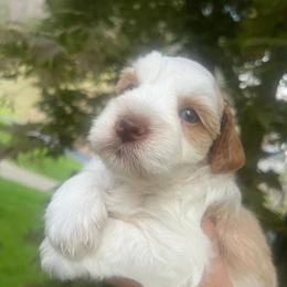 Maverick - Parti male Miniature Schnauzer puppy in Grayson, Kentucky from Seventh Heaven Schnauzers