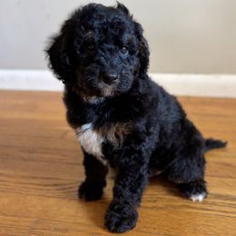 Loki - Tri-color male Bernedoodle puppy in Munster, Indiana from Miranda’s Sunshine Poodles and Doodles