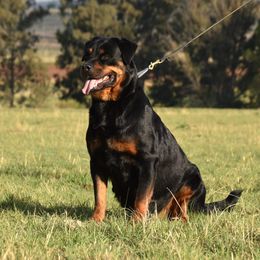 Pia - Rottweiler