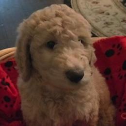 Goldendoodle Puppies from Da Ruba Doodles