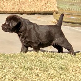 Labrador Retriever Puppies from Tuckwet Labradors