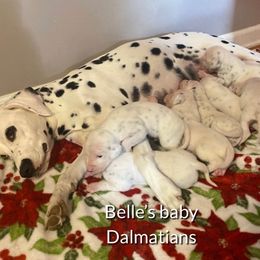 Dalmatians from Belle’s Baby Dals