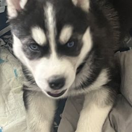Siberian Husky Puppies from Cute Canines & Corp