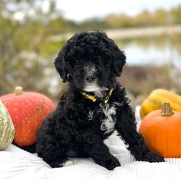 Oreo - green collar - Black and white male Bernedoodle puppy in Highland, Utah from Angel Pups Deluxe
