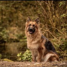 Sabot - German Shepherd