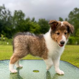 Donald - Sable and white male Collie puppy in St Augustine, Florida from Saltwater Collies LLC