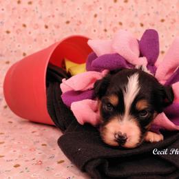 Australian Shepherd Puppies from Dovehawk Australian Shepherds