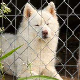 Akira - Siberian Husky