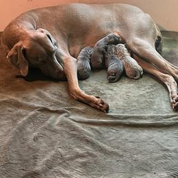 Weimaraner puppies from Georgia Line Weimaraners