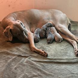 Weimaraner puppies from Georgia Line Weimaraners