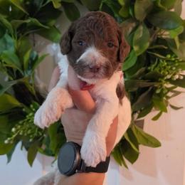 Valor - Parti male Poodle puppy in Plainfield, New Jersey from Caris Paws Poodles and Labradoodles