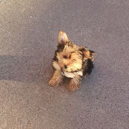 Girl 1 - Black and tan Yorkshire Terrier puppy in Fort Worth, Texas from Mina’s Minnies